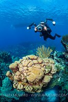 Photographing The Reef, Cayman Islands