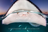 Stingray Above and Below, Cayman Islands