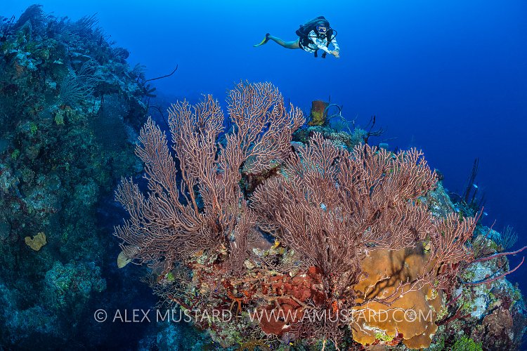 Diver Over fans, Cayman Islands