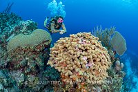 Diver And Corals, Cayman Islands