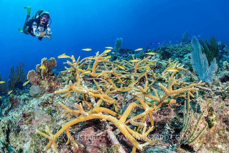 Coral Restoration, Cayman Islands