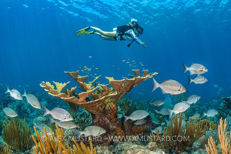 Elkhorn Coral Community, Cayman Islands
