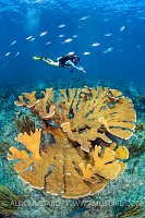 Elkhorn Coral Community, Cayman Islands