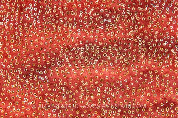 Sponge Zoanthids, Cayman Islands