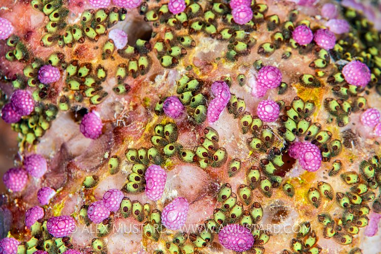 Tunicate Kaledoscope, Cayman Islands