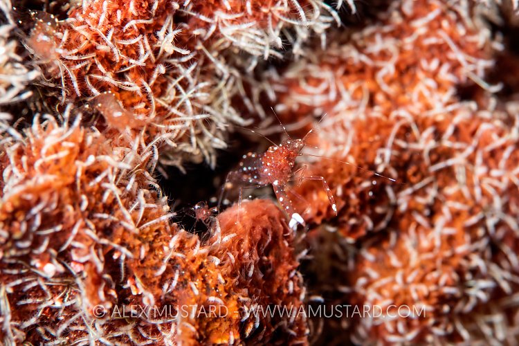 Shrimps In Sponge, Cayman Islands
