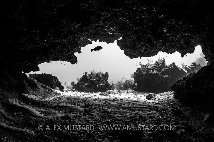 Coral Cavern, Cayman Islands