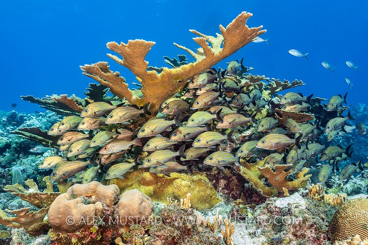 Elkhorn Shelters Grunts, Cayman Islands