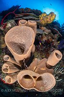 Sponges On Reef Wall, Cayman Islands