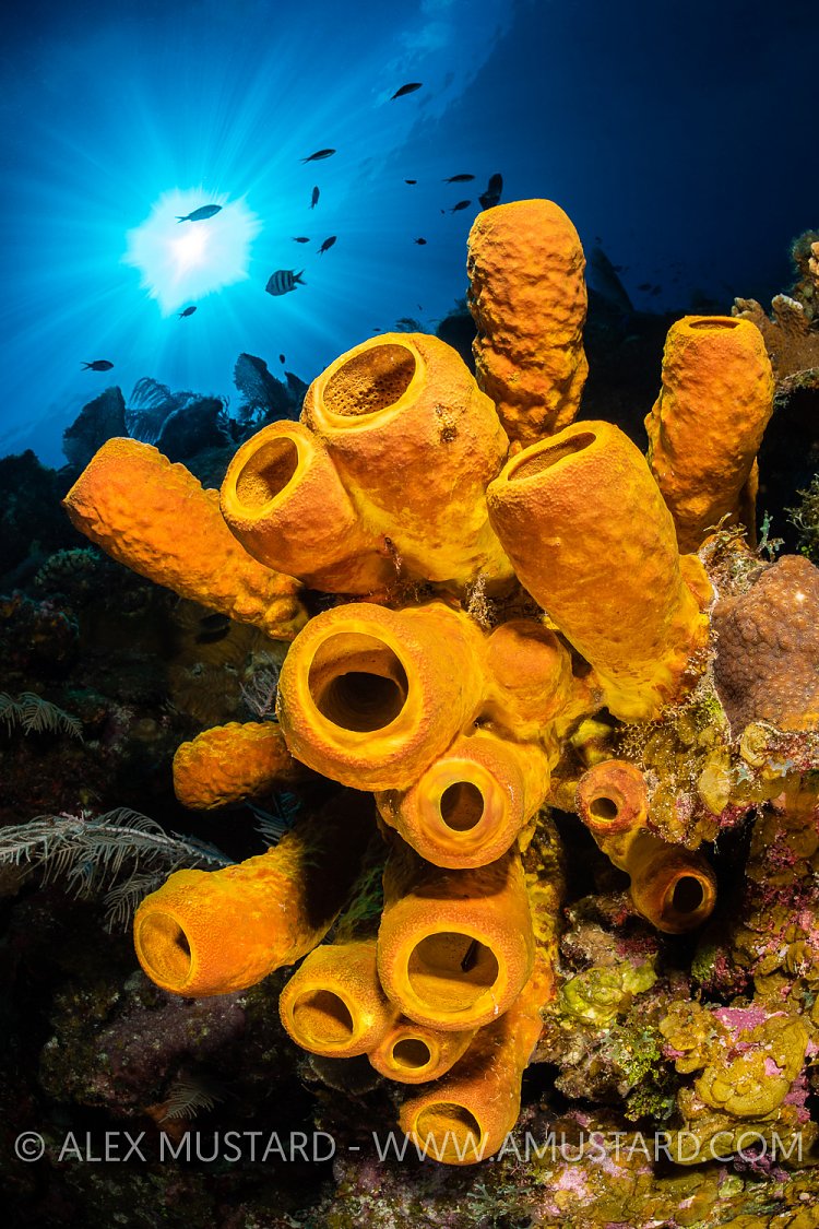 Yellow Tube Sponge Beneath Sun, Cayman Islands