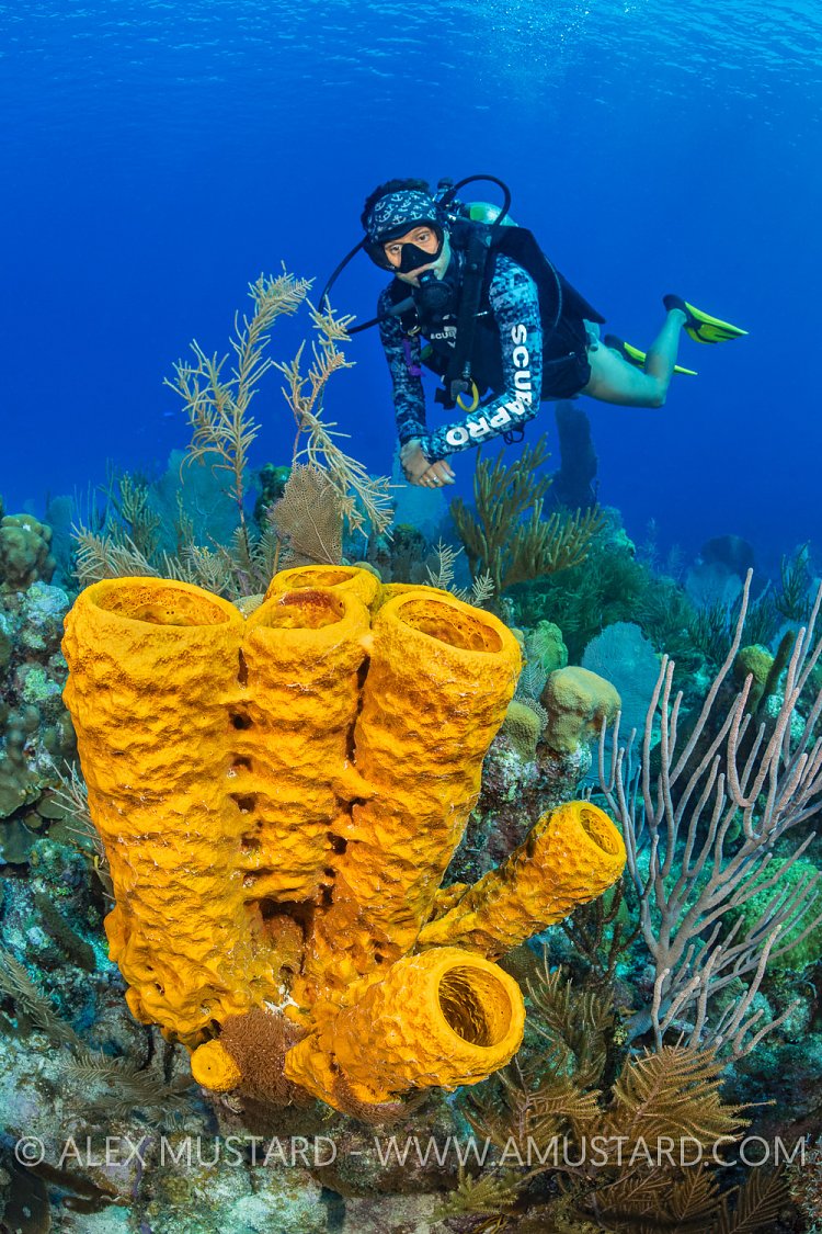 Diver And Sponge, Cayman Islands