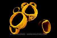 Yellow On Black, Cayman Islands