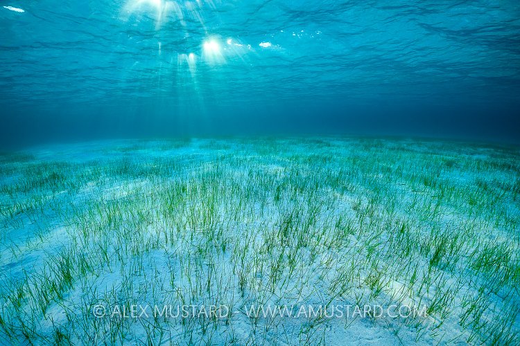 Seagrass Meadow At Dawn, Cayman Islands