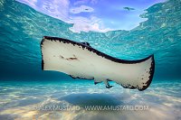 Stingray In Shallows, Cayman Islands