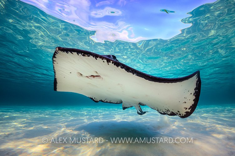 Stingray In Shallows, Cayman Islands