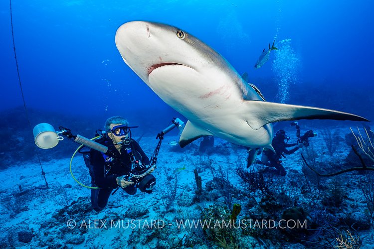 Shark Encounter, Cayman Islands