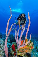 Diver With Sponges, Cayman Islands