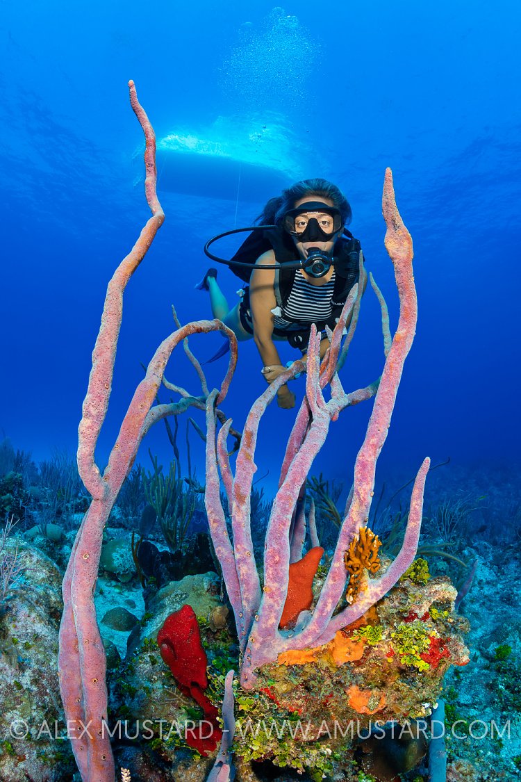 Diver With Sponges, Cayman Islands