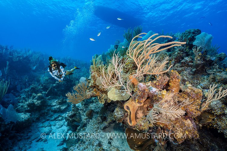 Exploring The Reef, Cayman Islands