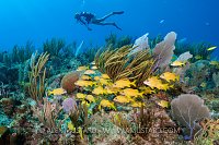 Diving Over Reef, Cayman Islands