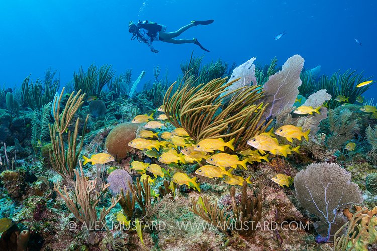 Diving Over Reef, Cayman Islands