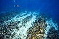 Cruising Over Reef, Cayman Islands