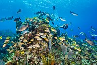Fishy Bommie, Cayman Islands
