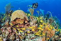 Fishy Reef, Cayman Islands