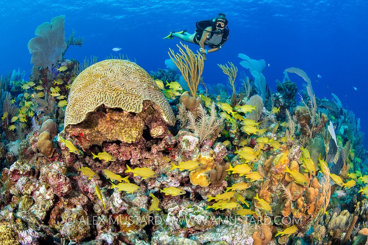 Fishy Reef, Cayman Islands