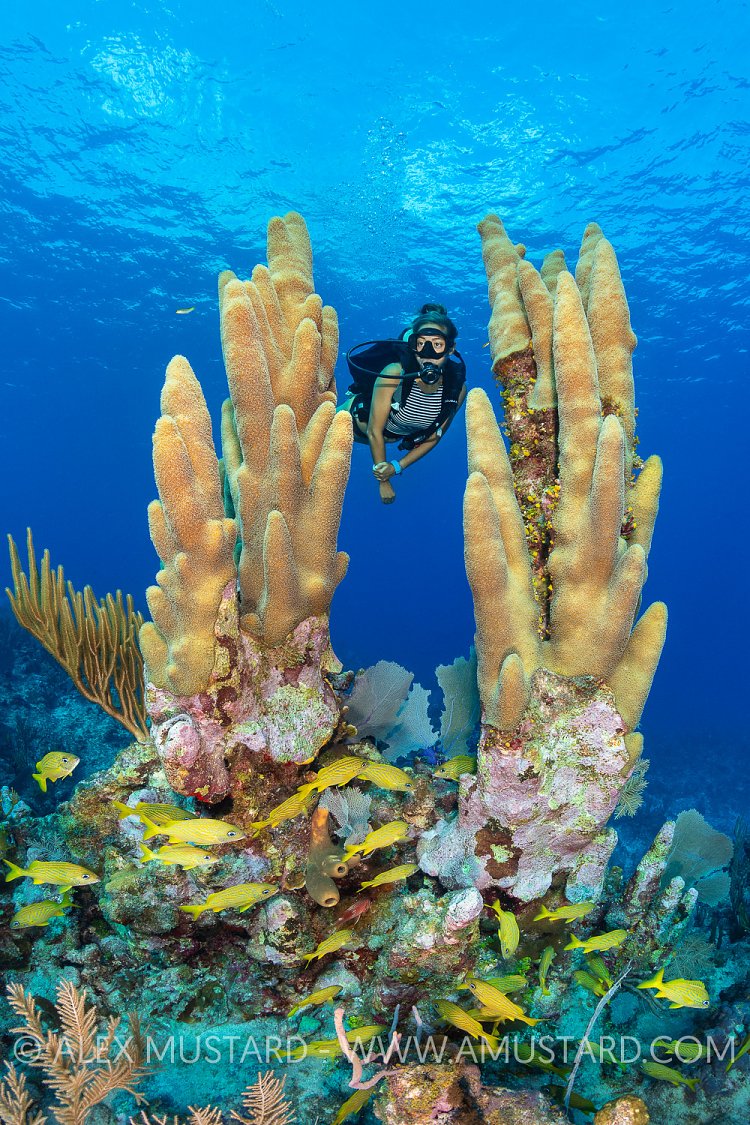 Pillar Coral DIver, Cayman Islands
