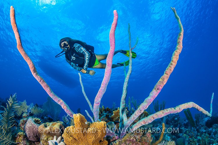Pink Sponge With Diver, Cayman Islands