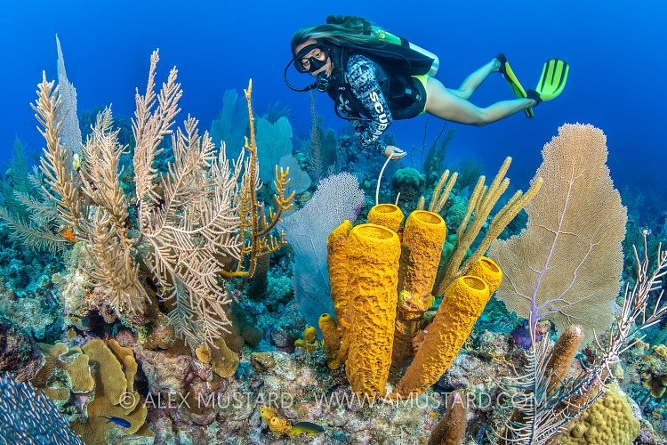 Diver Over Reef, Cayman Islands