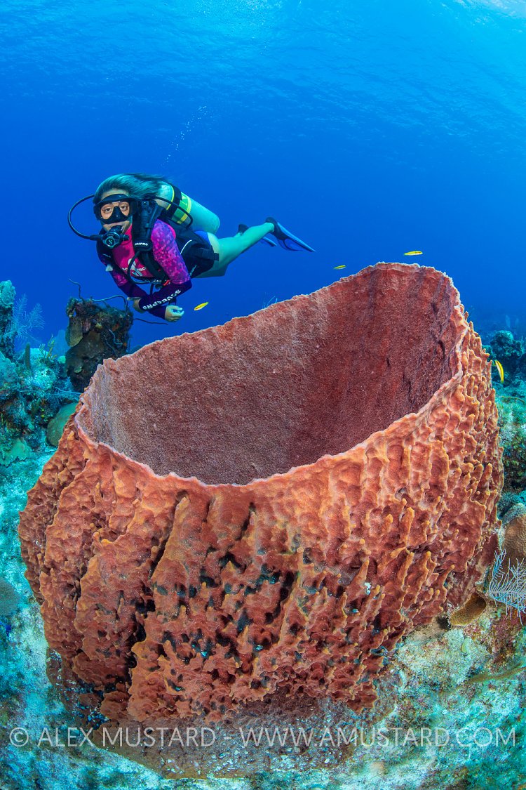 Giant Barrel Sponge And Diver, Cayman Islands