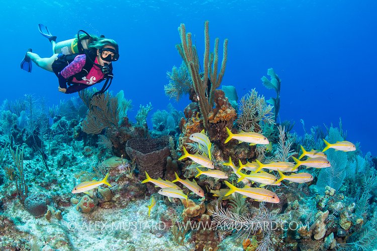 Diver With Goatfish, Cayman Islands