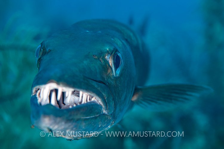 Barracuda, Cuba