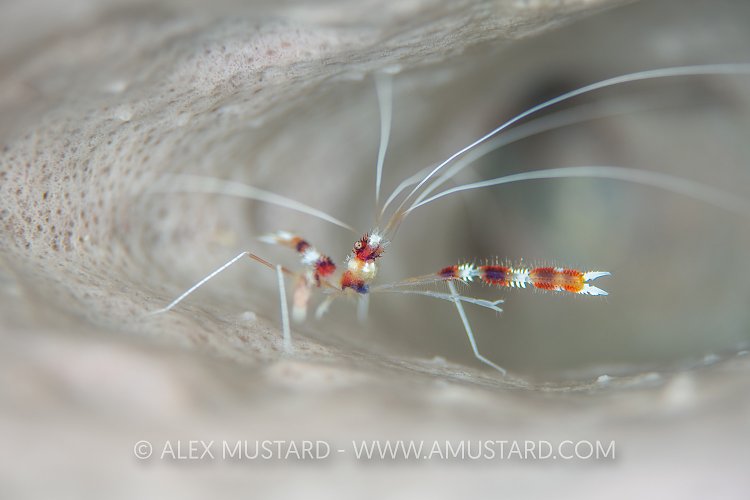 Banded Coral Shrimp, Cuba
