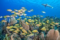 Fishy Reef With Shark, Cuba