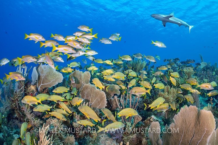 Fishy Reef With Shark, Cuba