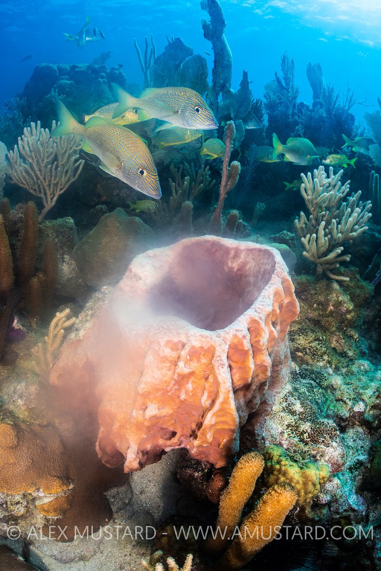 Spawning Sponge, Cuba