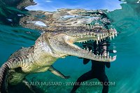 Crocodile Photography, Cuba