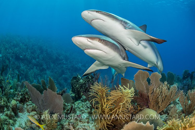 Reef Shark Pair, Cuba