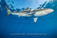 Silky Shark, Cuba