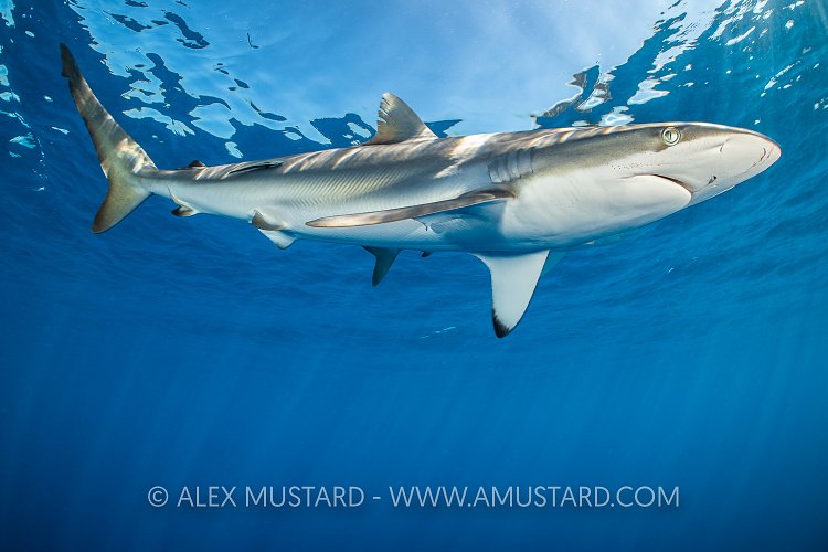 Silky Shark, Cuba
