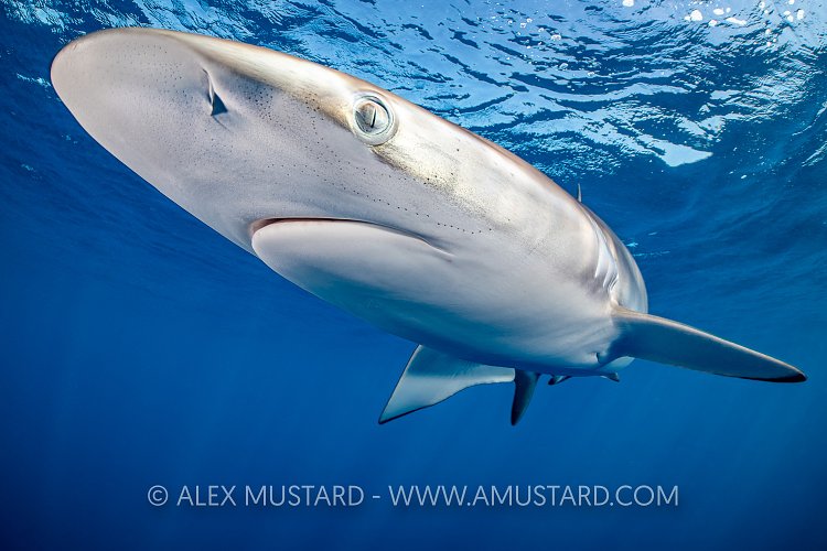 Silky Shark, Cuba