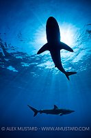 Silky Sharks Silhouette, Cuba