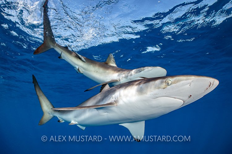 Silky Shark Pair, Cuba