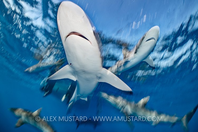 Silky Shark Action, Cuba