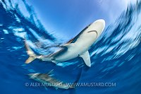 Silky Shark Blur, Cuba