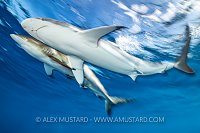 Silky Sharks Blur, Cuba