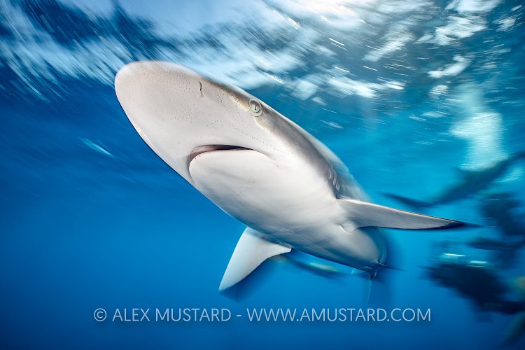 Silky Shark Blur, Cuba